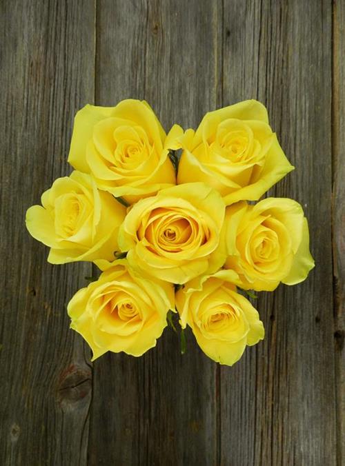 STARDUST  YELLOW ROSES